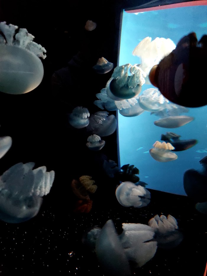 light blue jellyfish in a dark tank