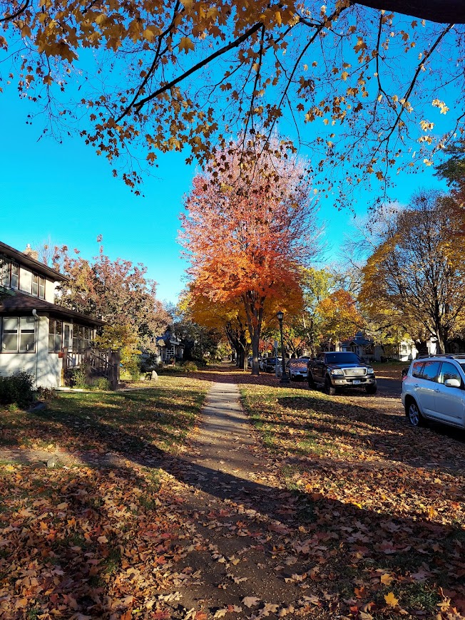 orange and gold autumn trees