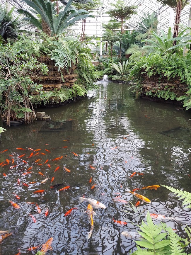 koi fish swimming in a pond