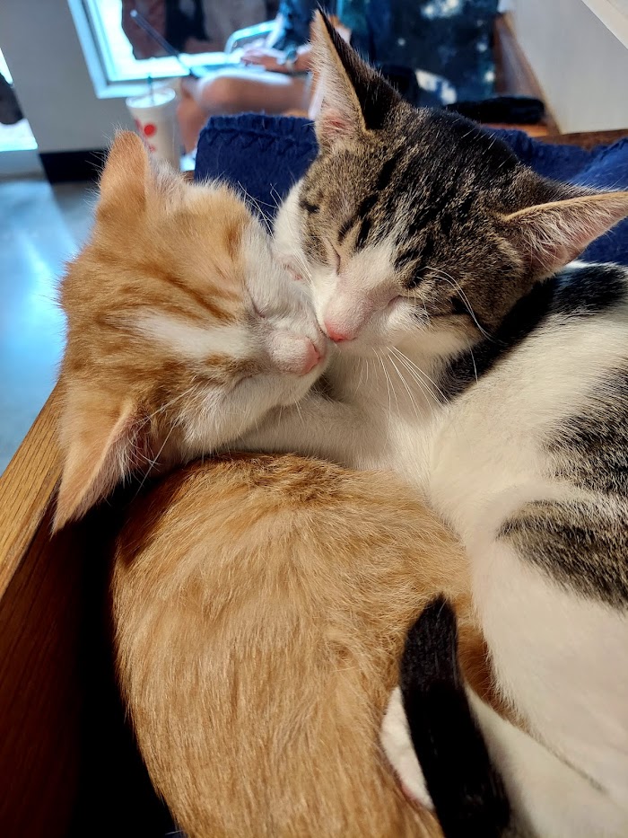 orange cat and brown cat cuddling