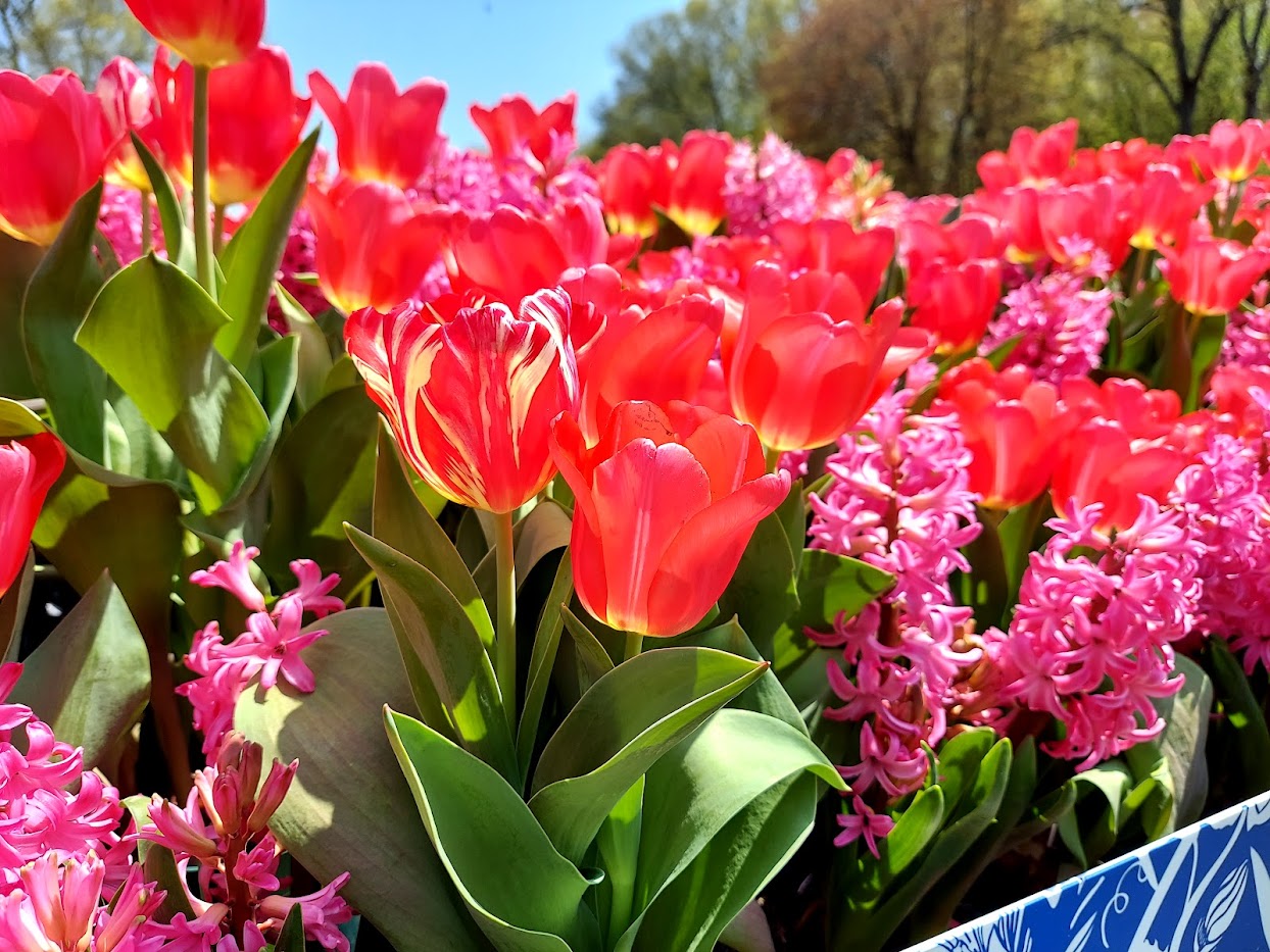 red and pink tulips