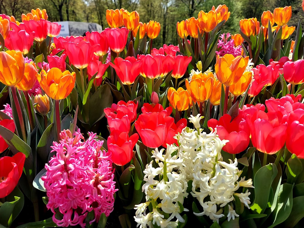 orange, red, pink, and white flowers