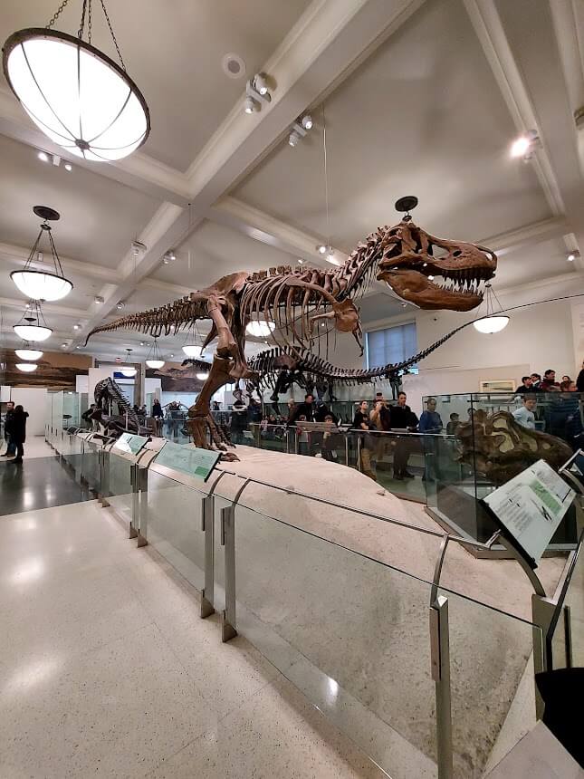 t-rex skeleton