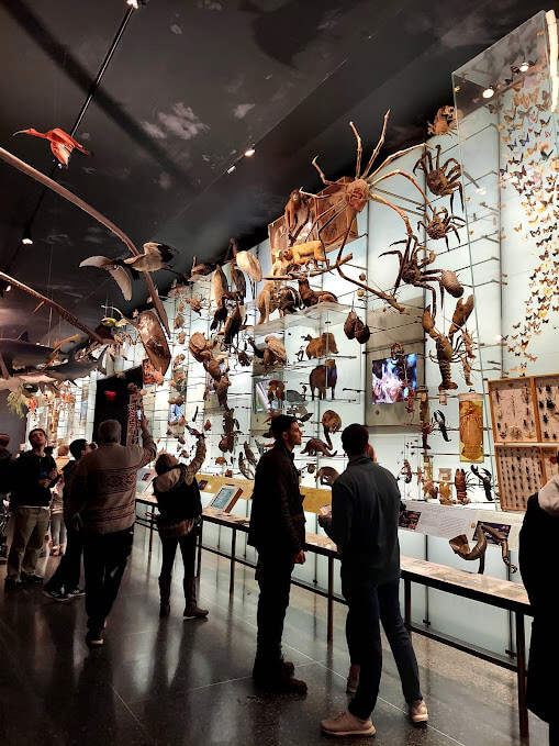 wall of animal skeletons