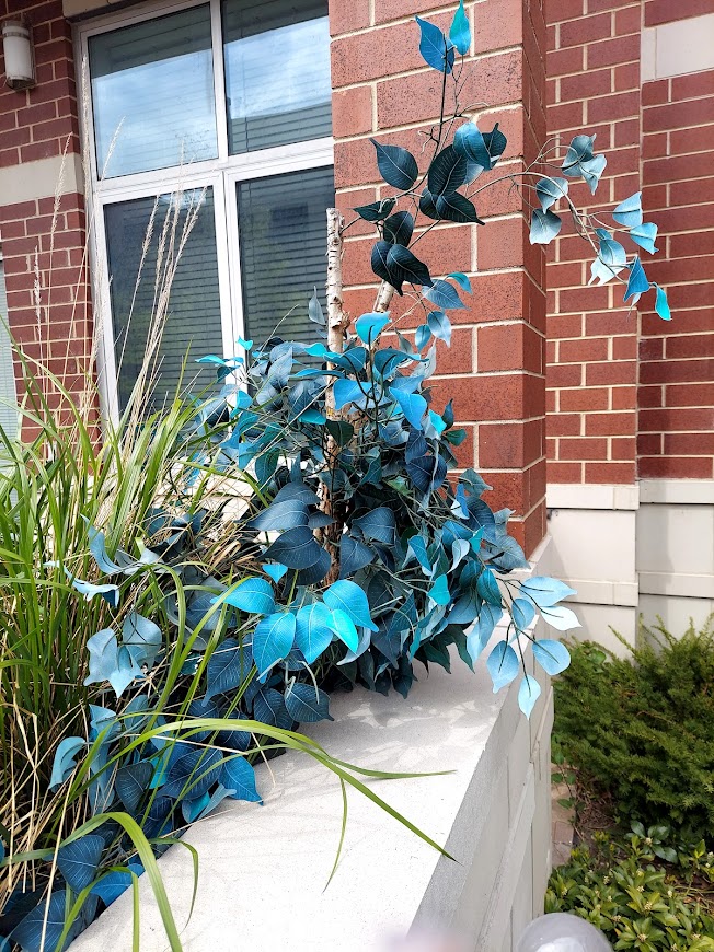 blue plant on the sidewalk