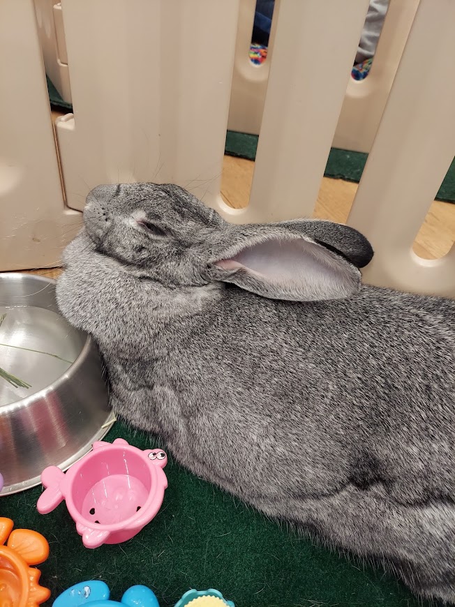 large gray bunny