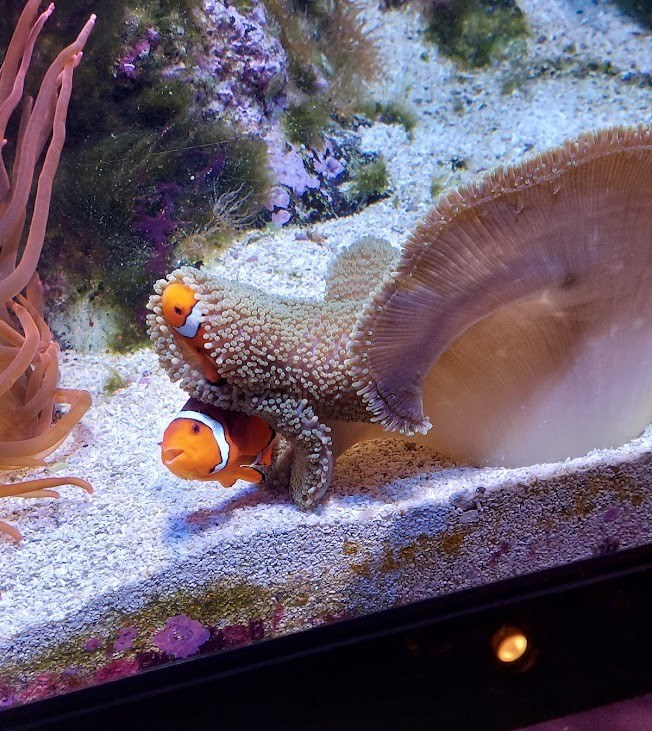 two clownfish in the anenomes